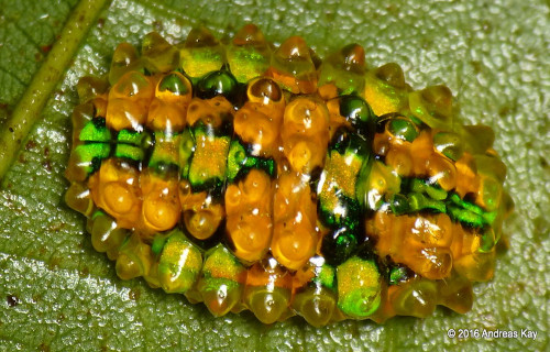 Jewel Caterpillar, Acraga coa