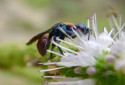 Jewel Wasp, Ampulex compressa