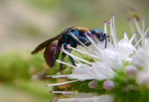 Jewel Wasp, Ampulex compressa