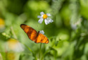 Julia Heliconian, Dryas iulia