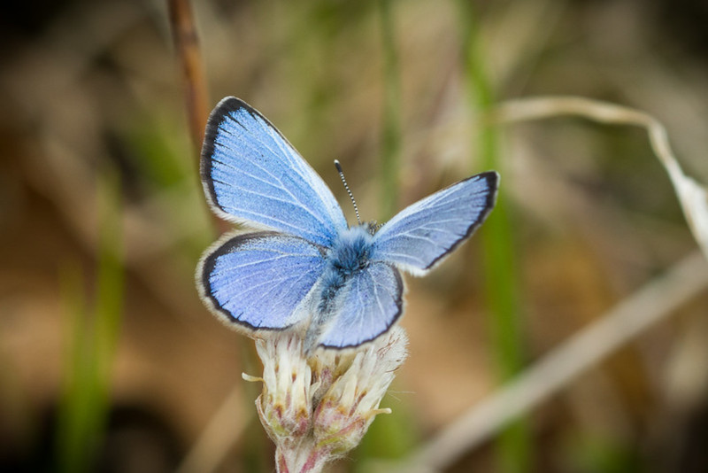 Karner Blue Butterfly, Plebejus melissa samuelis