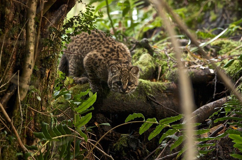 Kodkod, Leopardus guigna