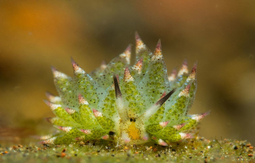 Leaf Slug, Costasiella Kuroshimae