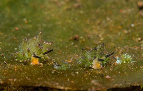 Leaf Slug, Costasiella Kuroshimae
