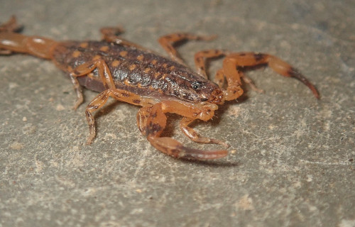 Lesser Brown Scorpion, Isometrus maculatus