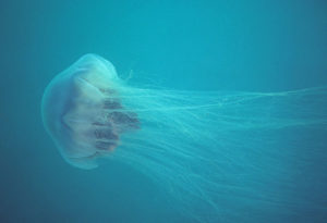 Lion's Mane Jellyfish, Hair Jelly, Cyanea capillata