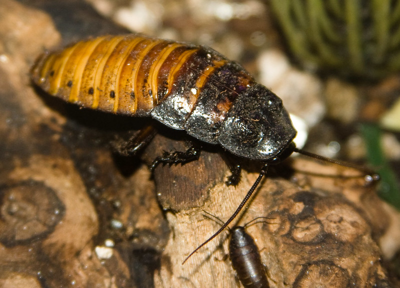 Madagascar Hissing Cockroach, Gromphadorhina portentosa