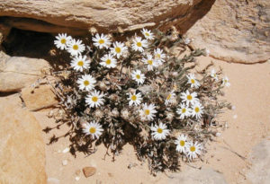 Maguire Daisy, Erigeron maguirei