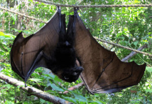 Malaysian Flying Fox, Pteropus vampyrus