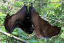 Malaysian Flying Fox, Pteropus vampyrus