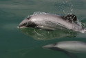 Maui Dolphin, Cephalorhynchus hectori maui