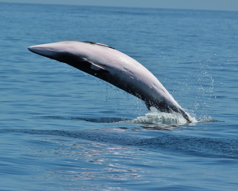 Minke Whale, Balænoptera acuto-rostrata.