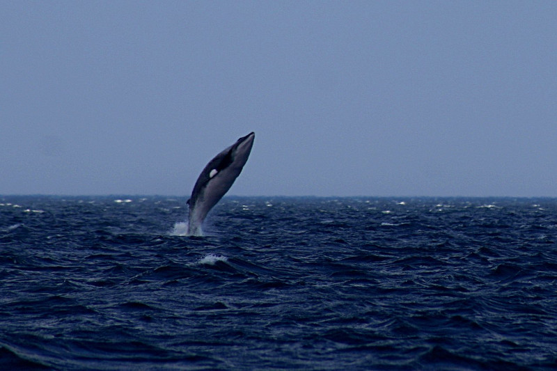 Minke Whale, Balænoptera acuto-rostrata.