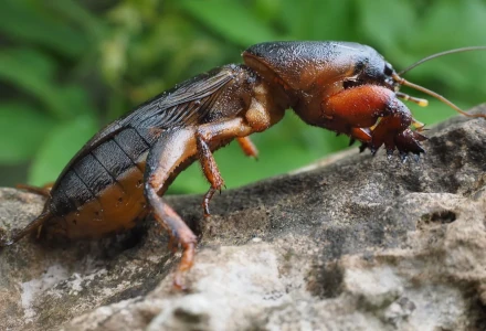 Mole Cricket, Gryllotalpa brachyptera