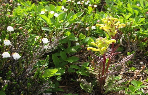 Mount Ranier Lousewort, Pedicularis rainierensis