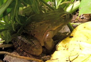 Mountain Chicken, Leptodactylus fallax