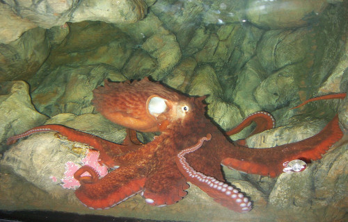 North Pacific Giant Octopus, Enteroctopus dofleini