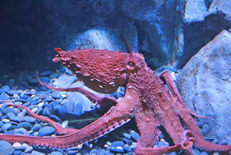 North Pacific Giant Octopus, Enteroctopus dofleini