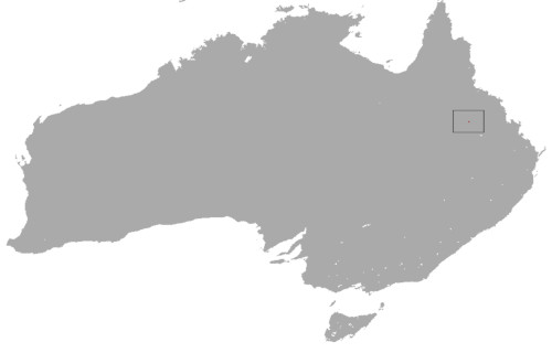 Northern Hairy Nosed Wombat, Lasiorhinus krefftii