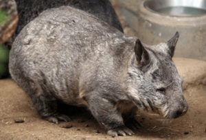 Northern Hairy Nosed Wombat, Lasiorhinus krefftii