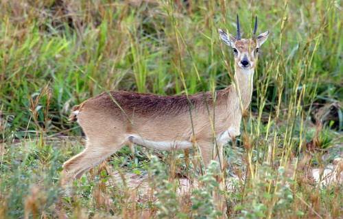 7 Lesser Known African Mammals l Our Breathing Planet