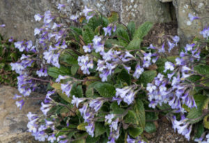 Orpheus Flower, Haberlea rhodopensis