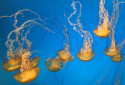 Pacific Sea Nettle, Chrysaora fuscescens