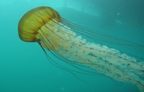 Pacific Sea Nettle, Chrysaora fuscescens