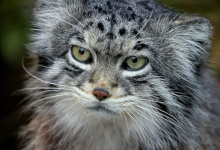 Pallas Cat, Otocolobus manul