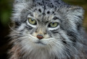 Pallas Cat, Otocolobus manul