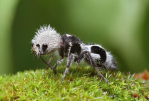 Panda Ant, Euspinolia militaris