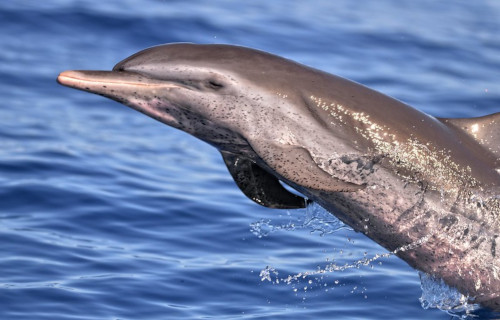 Spectacular Dolphins Throughout Our World