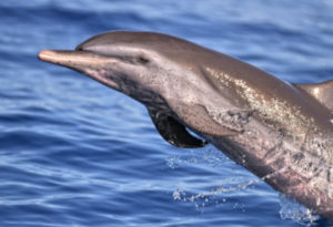Pantropical Spotted Dolphin, Stenella attenuata