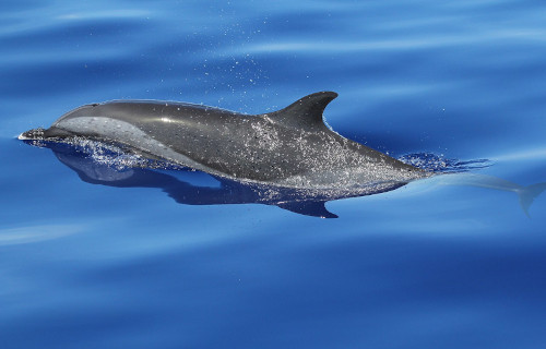 Pantropical Spotted Dolphin, Stenella attenuata