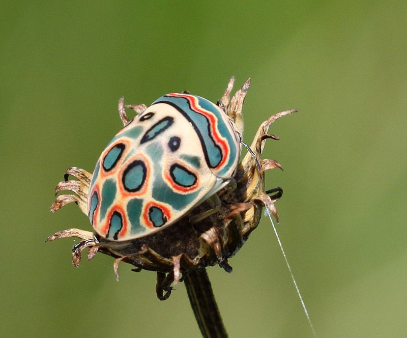 Picasso Bug, Sphaerocoris annulus