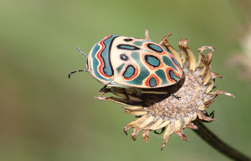 Picasso Bug, Sphaerocoris annulus
