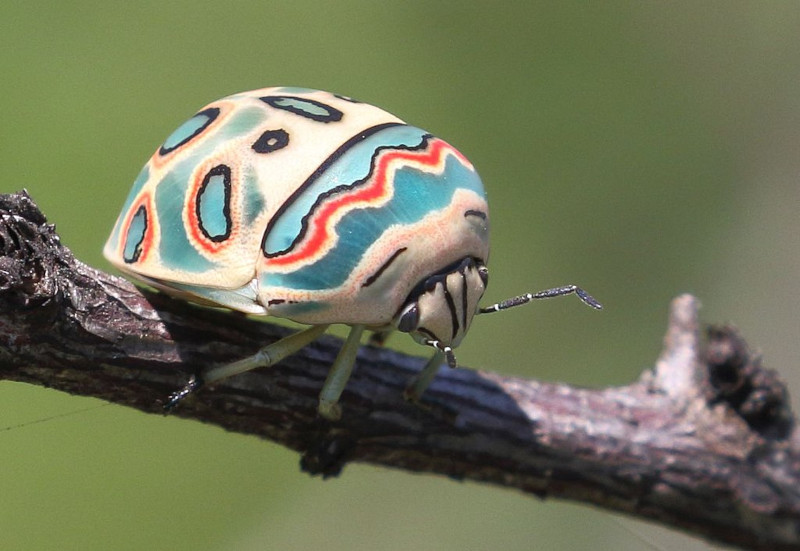 Picasso Bug, Sphaerocoris annulus