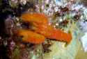 Pistol Shrimp, Alpheidae