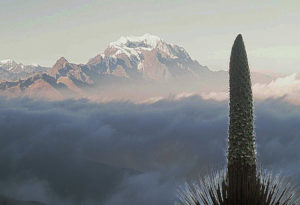 Queen of the Andes, Puya raimondii