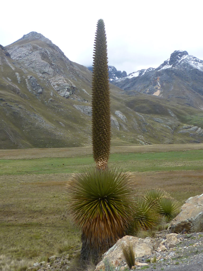 Queen of the Andes, Puya raimondii