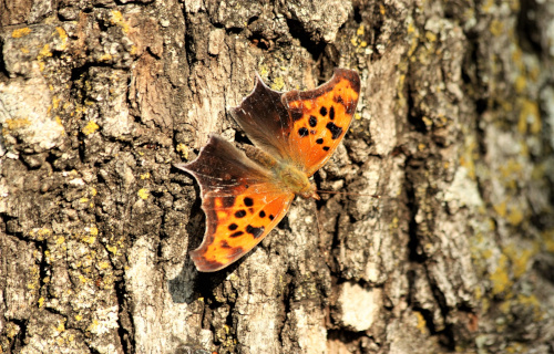 7 Stunning North American Lepidoptera 