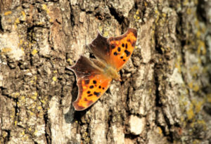 Question Mark Butterfly, Polygonia interrogationis