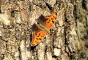 Question Mark Butterfly, Polygonia interrogationis