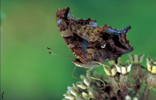 Question Mark Butterfly, Polygonia interrogationis