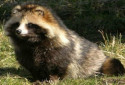 Raccoon Dog, Nyctereutes procyonoides