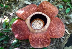 Rafflesia arnoldi