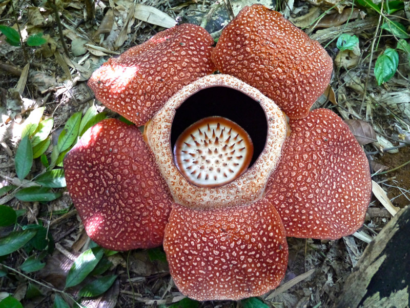 Rafflesia arnoldii | Awesome Bloom - Our Breathing Planet