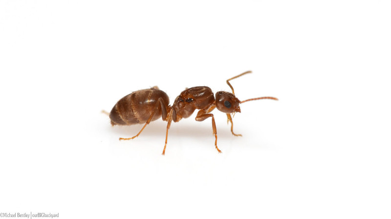 Rasberry Crazy Ant, Nylanderia fulva