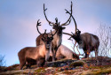 Reindeer, Rangifer tarandus