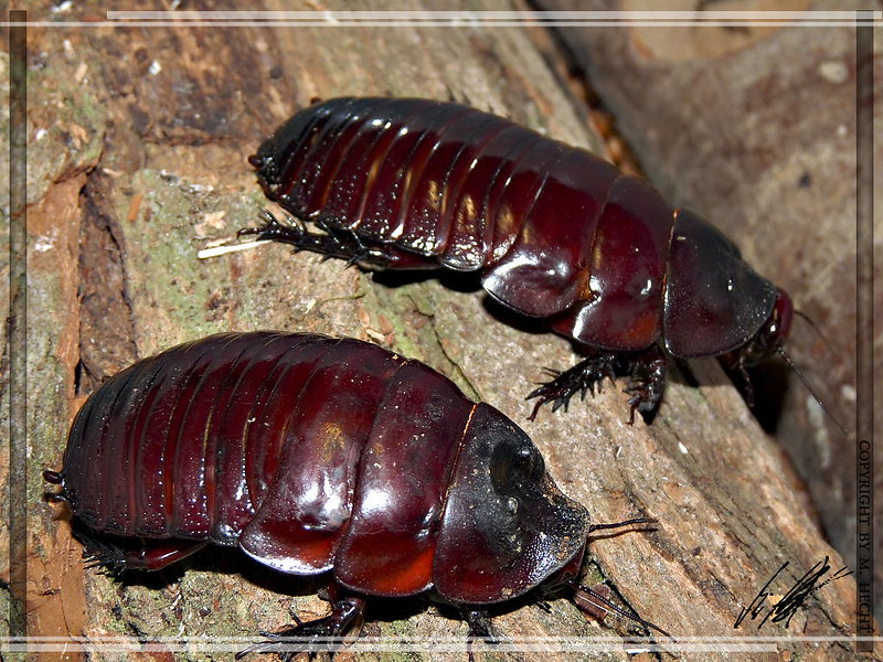 Rhinoceros Cockroach, Macropanesthia rhinoceros